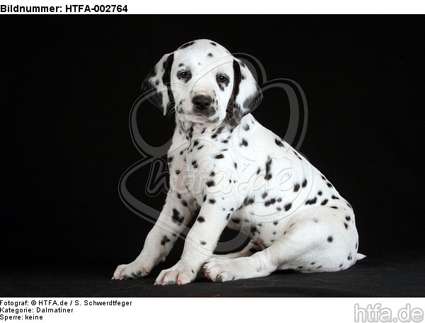 Dalmatiner Welpe / dalmatian puppy / HTFA-002764