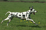 Dalmatiner / dalmatian