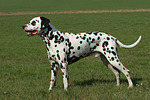 Dalmatiner / dalmatian