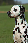 Dalmatiner / dalmatian