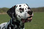 Dalmatiner / dalmatian