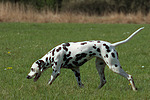 Dalmatiner / dalmatian