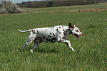 Dalmatiner / dalmatian