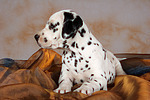 Dalmatiner Welpe / dalmatian puppy