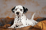 Dalmatiner Welpe / dalmatian puppy