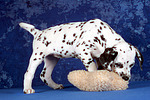 Dalmatiner Welpe / dalmatian puppy