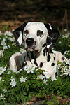 Dalmatiner / dalmatian