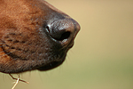 Rhodesian Ridgeback Nase / rhodesian ridgeback nose