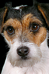 Parson Russell Terrier Gesicht / prt face