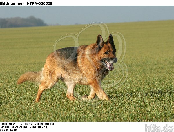 laufender Deutscher Schäferhund / walking german shepherd / HTFA-000528