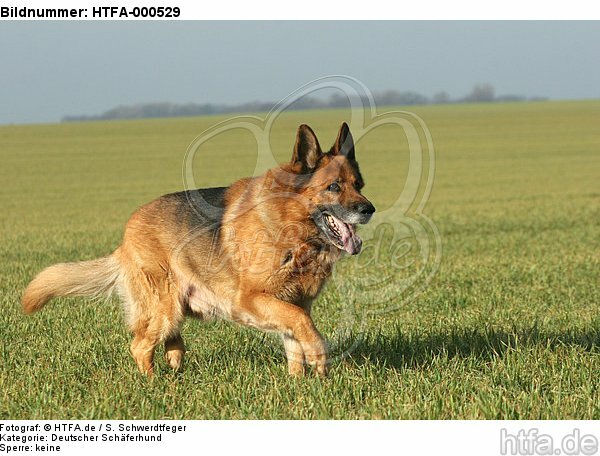 laufender Deutscher Schäferhund / walking german shepherd / HTFA-000529