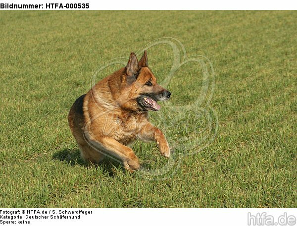rennender Deutscher Schäferhund / running German Shepherd / HTFA-000535