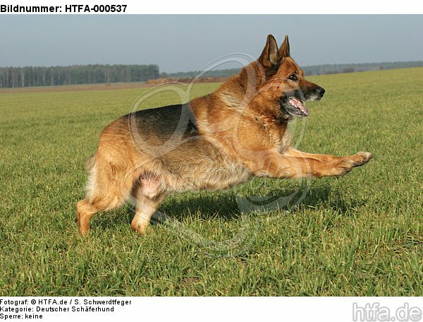 rennender Deutscher Schäferhund / running German Shepherd / HTFA-000537