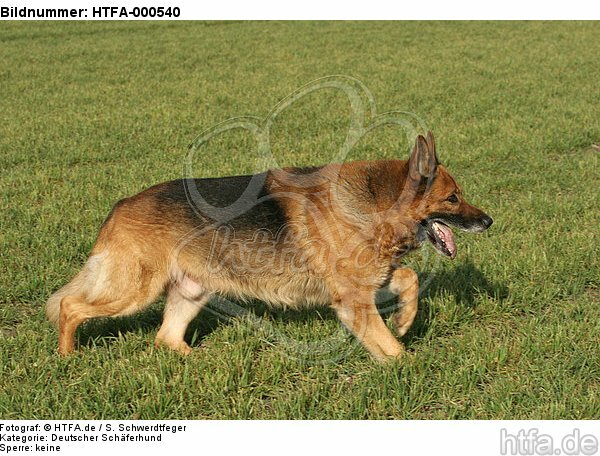 rennender Deutscher Schäferhund / running German Shepherd / HTFA-000540