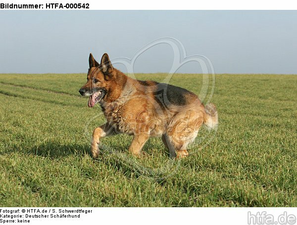 rennender Deutscher Schäferhund / running German Shepherd / HTFA-000542