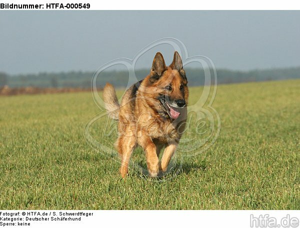 rennender Deutscher Schäferhund / running German Shepherd / HTFA-000549