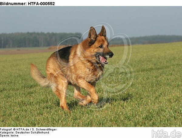 rennender Deutscher Schäferhund / running German Shepherd / HTFA-000552