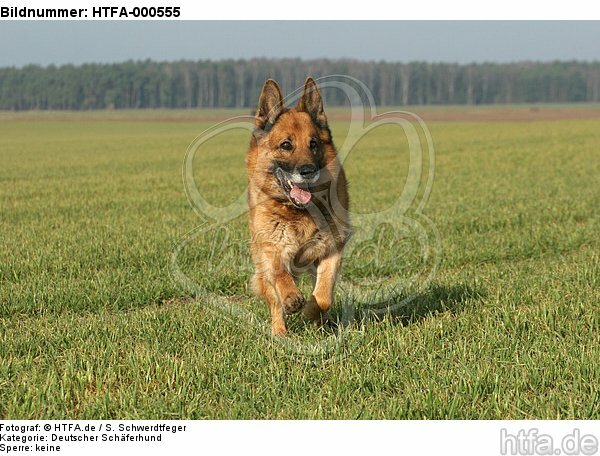 rennender Deutscher Schäferhund / running German Shepherd / HTFA-000555