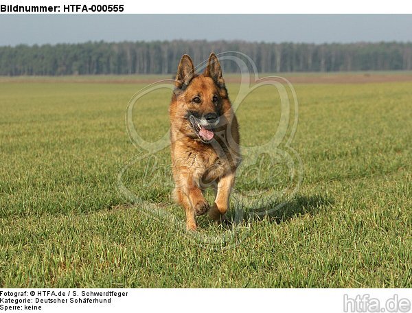 rennender Deutscher Schäferhund / running German Shepherd / HTFA-000555