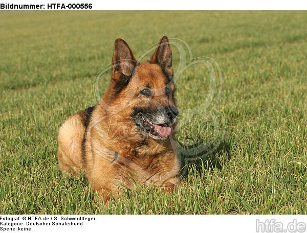 liegender Deutscher Schäferhund / lying German Shepherd / HTFA-000556