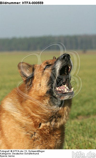 aggressiver Deutscher Schäferhund / aggresive German Shepherd / HTFA-000559