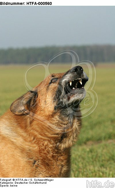 aggressiver Deutscher Schäferhund / aggresive German Shepherd / HTFA-000560