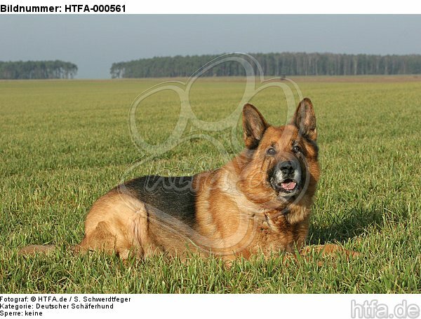 liegender Deutscher Schäferhund / lying German Shepherd / HTFA-000561