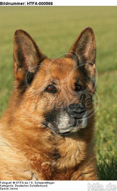 Deutscher Schäferhund Portrait / German Shepherd Portrait / HTFA-000566