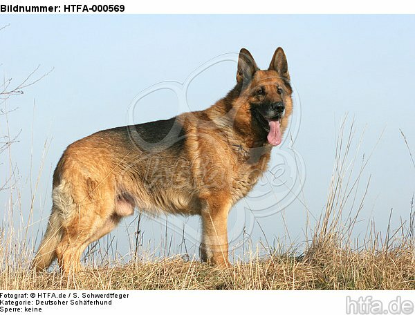 stehender Deutscher Schäferhund / standing German Shepherd / HTFA-000569