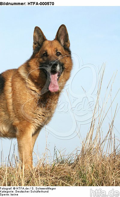 stehender Deutscher Schäferhund / standing German Shepherd / HTFA-000570