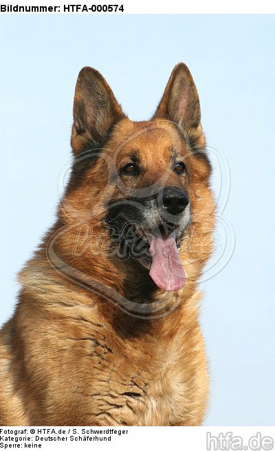 Deutscher Schäferhund Portrait / German Shepherd Portrait / HTFA-000574
