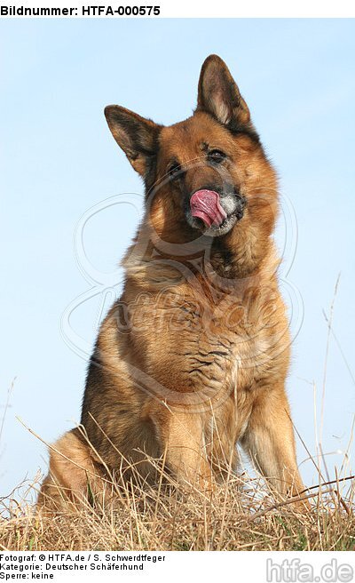 sitzender Deutscher Schäferhund / sitting German Shepherd / HTFA-000575