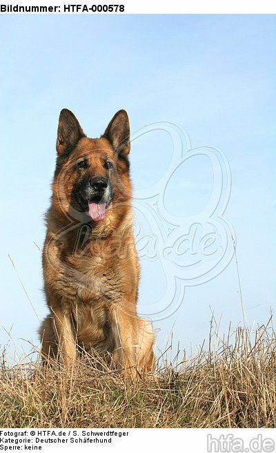 sitzender Deutscher Schäferhund / sitting German Shepherd / HTFA-000578