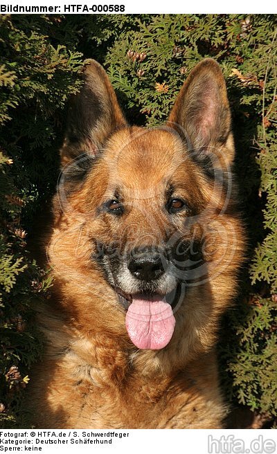 Deutscher Schäferhund Portrait / German Shepherd Portrait / HTFA-000588