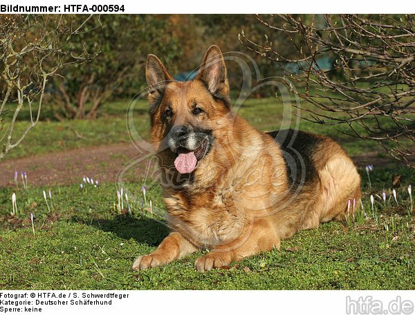 liegender Deutscher Schäferhund / lying German Shepherd / HTFA-000594