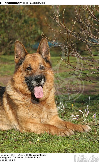 Deliegender Deutscher Schäferhund / lying German Shepherd / HTFA-000598