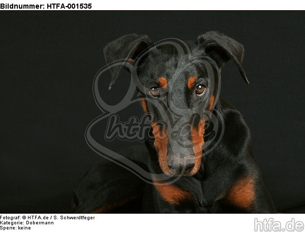 Dobermann / doberman pinscher / HTFA-001535