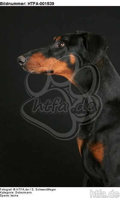 Dobermann / doberman pinscher / HTFA-001539