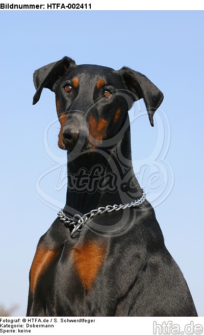 Dobermann / doberman pinscher / HTFA-002411