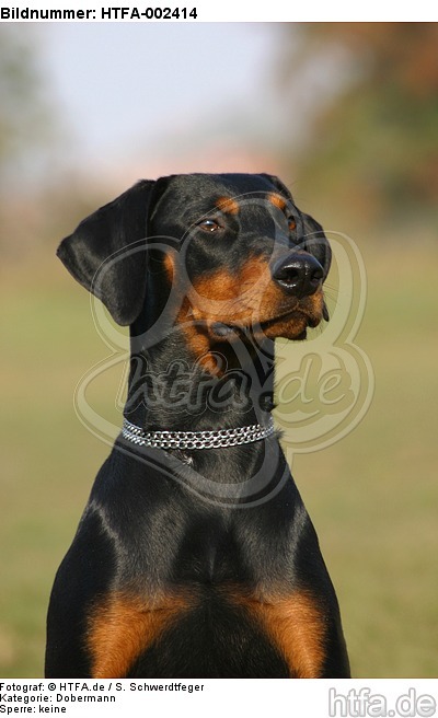 Dobermann / doberman pinscher / HTFA-002414