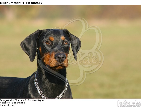 Dobermann / doberman pinscher / HTFA-002417