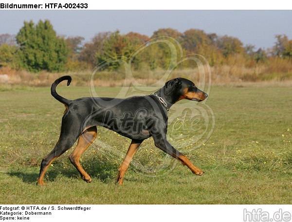 Dobermann / doberman pinscher / HTFA-002433