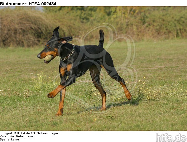 Dobermann / doberman pinscher / HTFA-002434