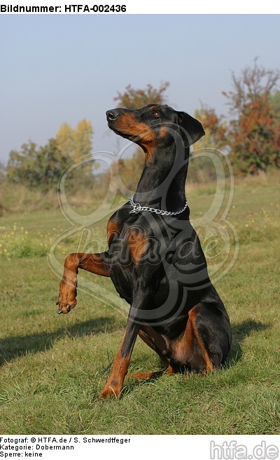 Dobermann / doberman pinscher / HTFA-002436