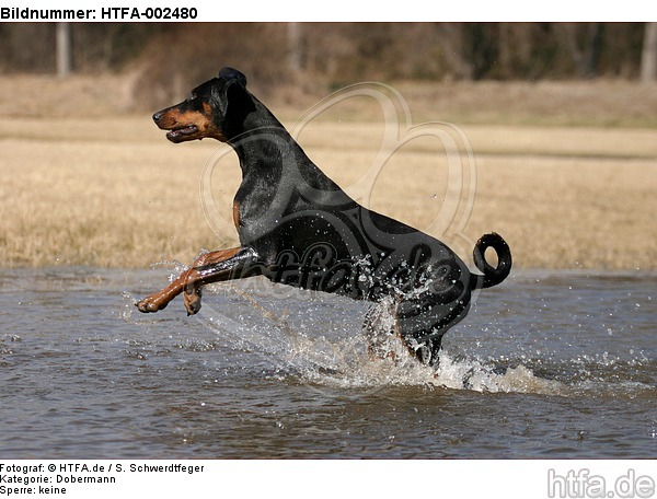 Dobermann / doberman pinscher / HTFA-002480