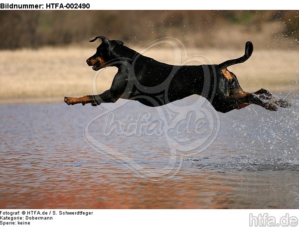 Dobermann / doberman pinscher / HTFA-002490