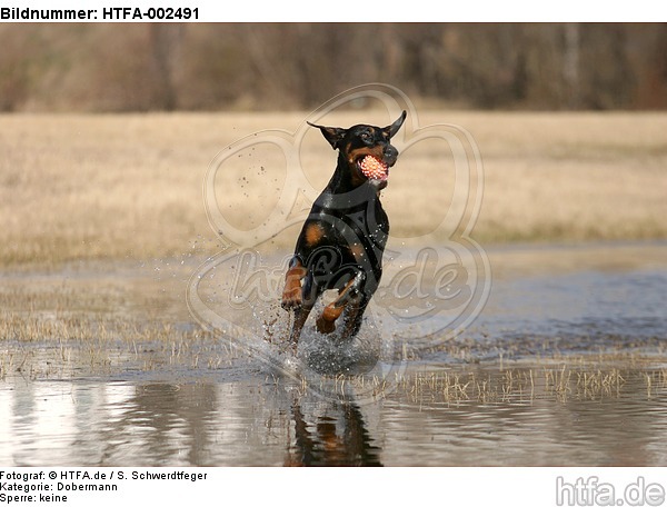 Dobermann / doberman pinscher / HTFA-002491