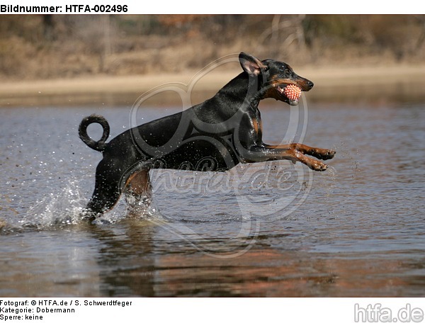 Dobermann / doberman pinscher / HTFA-002496