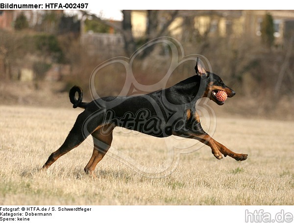 Dobermann / doberman pinscher / HTFA-002497