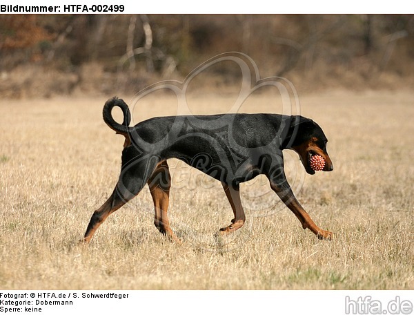 Dobermann / doberman pinscher / HTFA-002499